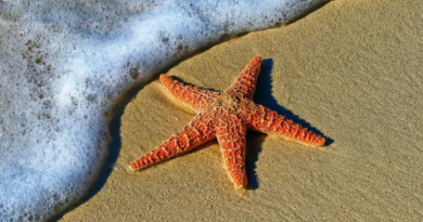 qué significado tiene soñar con estrellas de mar