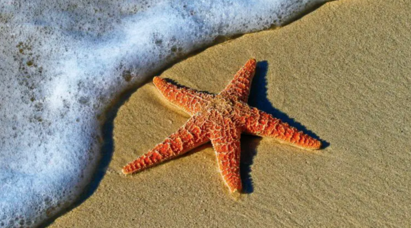qué significado tiene soñar con estrellas de mar
