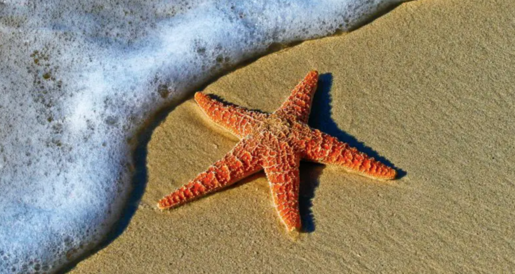 qué significado tiene soñar con estrellas de mar