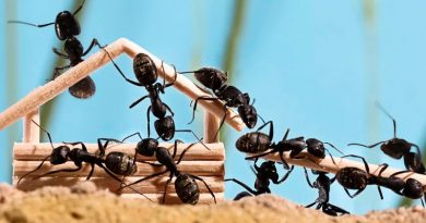 Soñar con hormigas en casa
