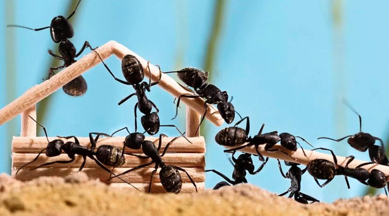 Soñar con hormigas en casa
