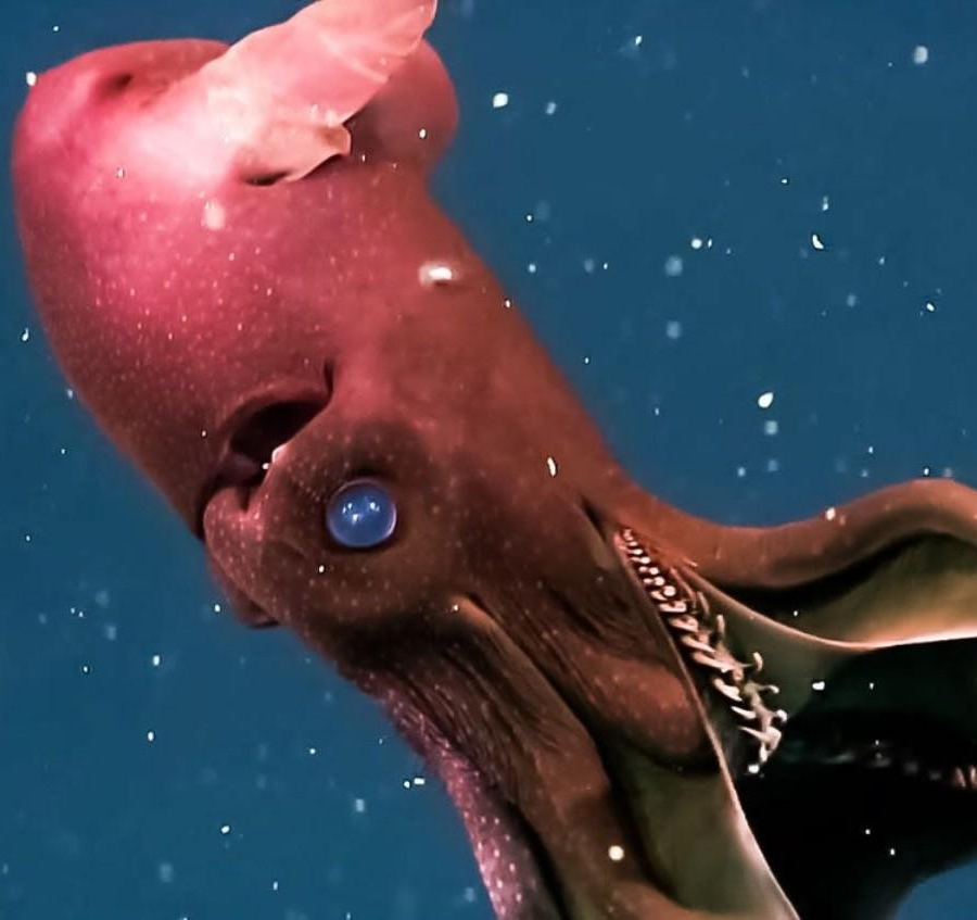 Los animales mas raros del mundo calamar vampiro