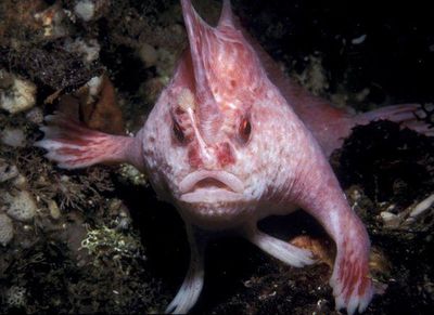 Los animales mas raros del mundo pez rosado con manos