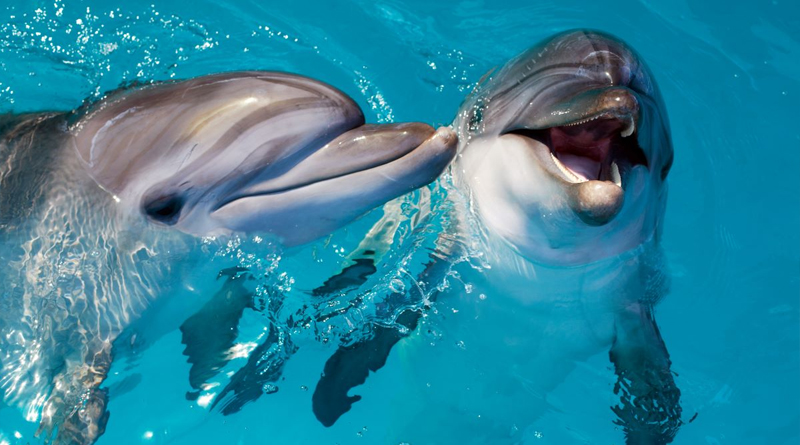 Nadando con delfines en Punta Cana