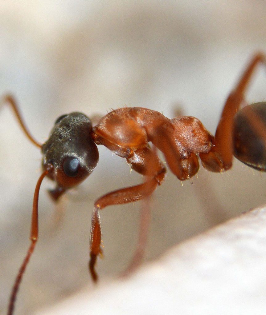 Soñar con ver hormigas en la cama