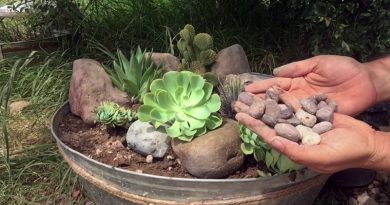 hacer un jardín de cactus y suculentas