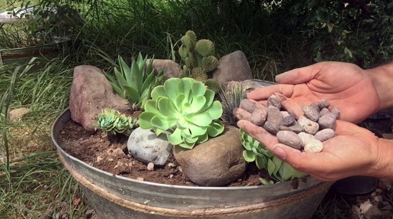hacer un jardín de cactus y suculentas