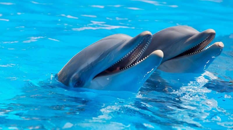 Nadar con delfines en Cozumel